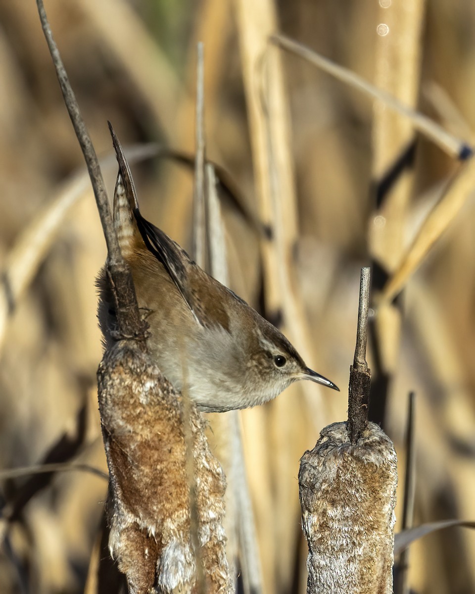 Marsh Wren - ML493565091