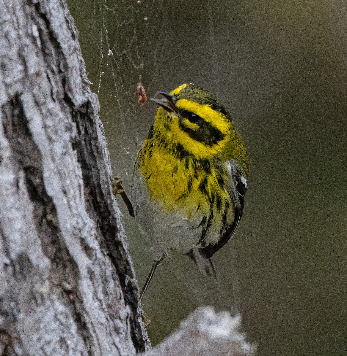 Townsend's Warbler - ML493566611