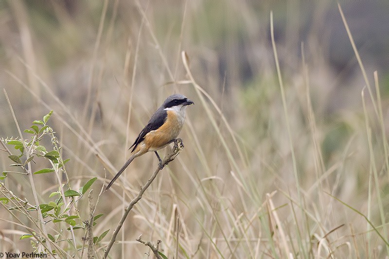 Gray-backed Shrike - ML49356671