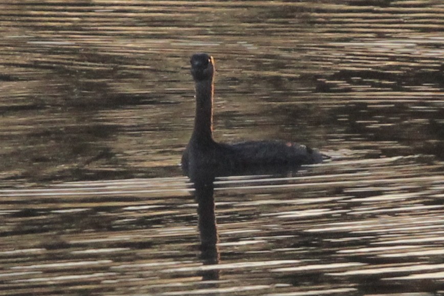 Pied-billed Grebe - Susan Wood