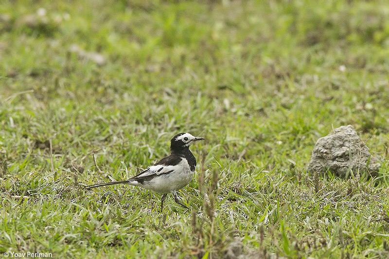 White Wagtail (Hodgson's) - Yoav Perlman