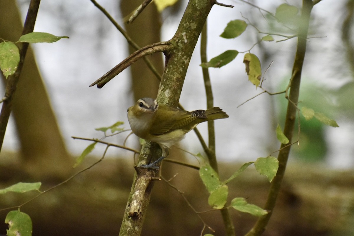 Vireo Ojirrojo - ML493567851