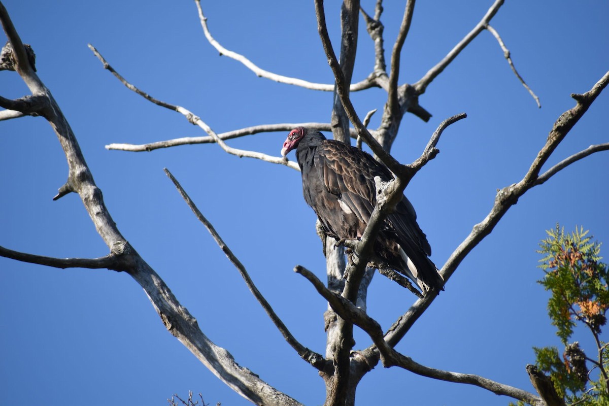 Turkey Vulture - Nimesha Cooray