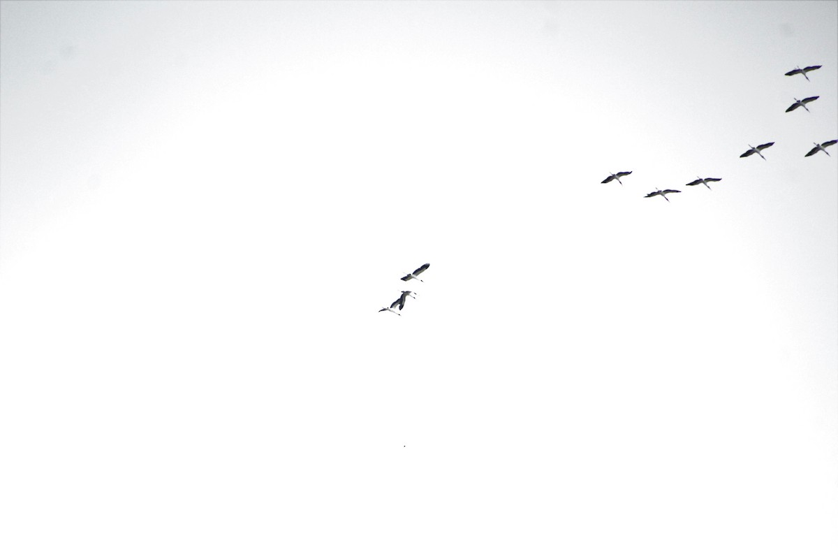 Wood Stork - ML493570031