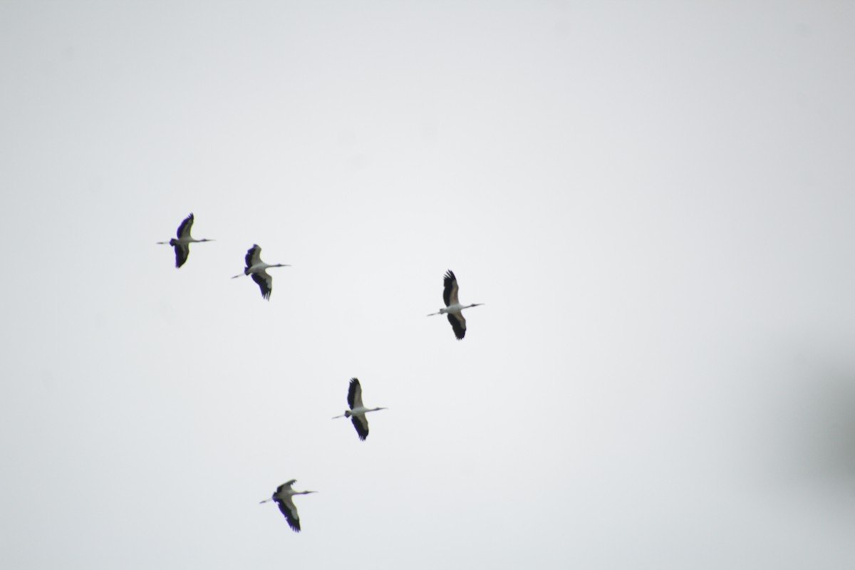 Wood Stork - ML493570051