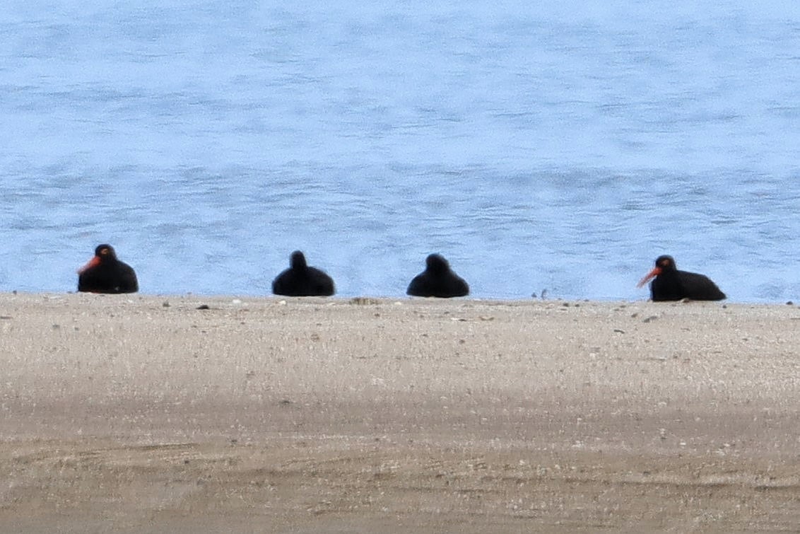 Sooty Oystercatcher - ML493570881