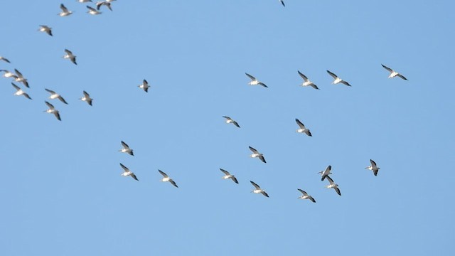 American White Pelican - ML493570981