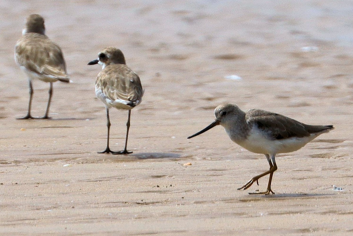 Terek Sandpiper - James Boughton