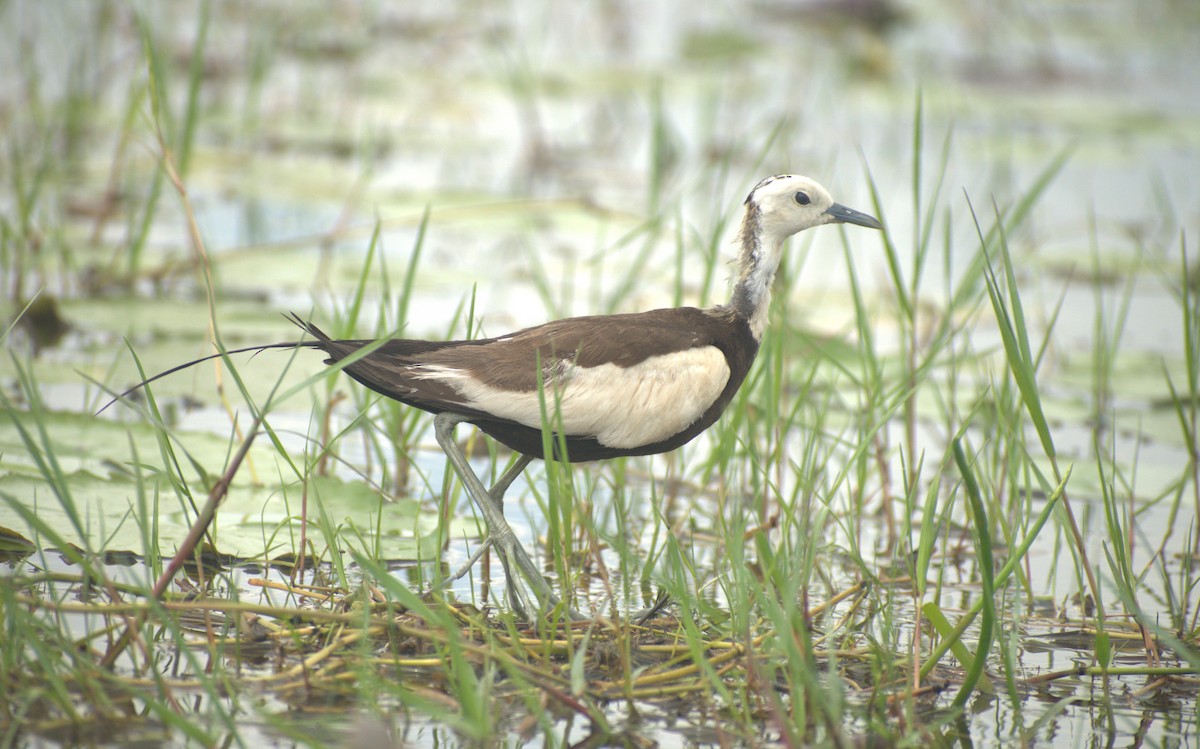 Pheasant-tailed Jacana - ML493575451