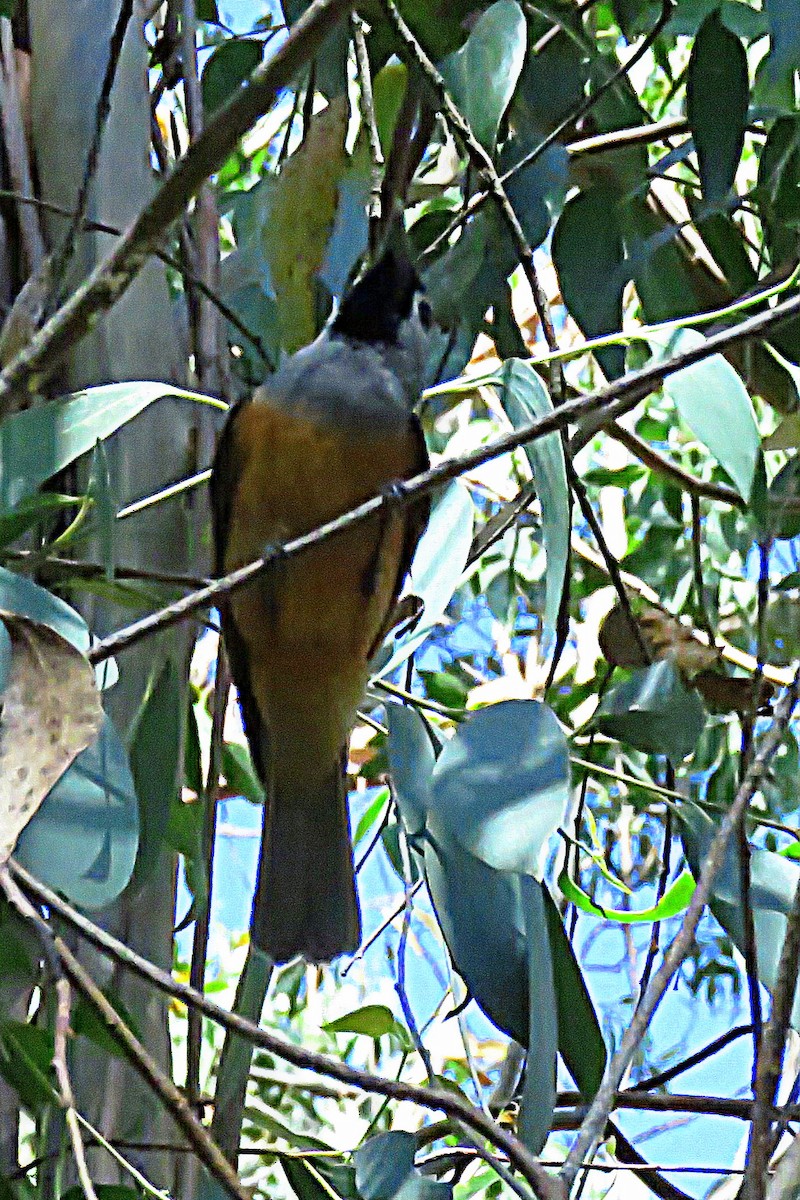 Black-faced Monarch - ML49357571