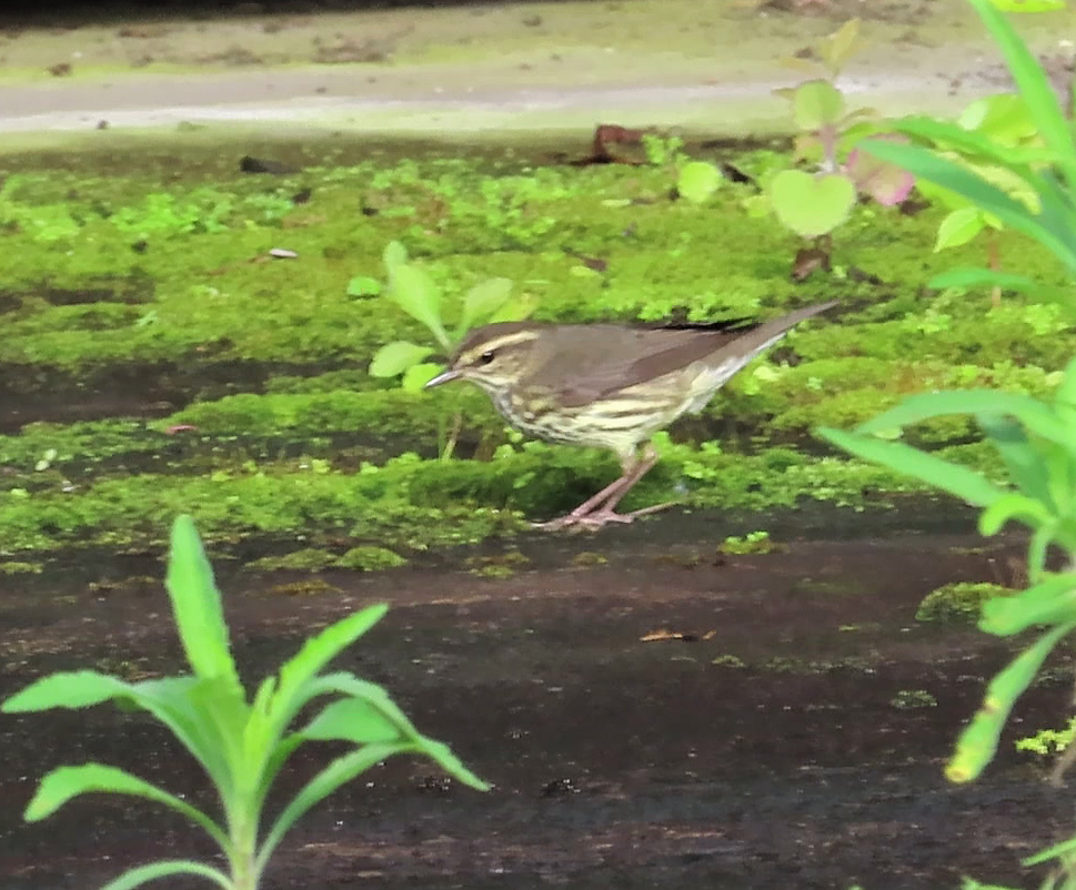 Northern Waterthrush - Ann Van Denburgh