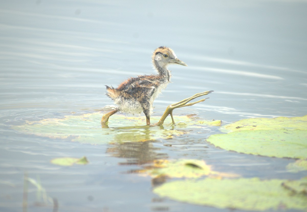 Bronze-winged Jacana - ML493577871