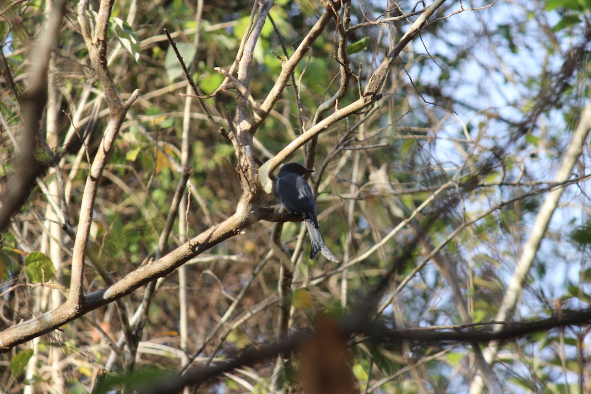 Ashy Drongo - Neema Das