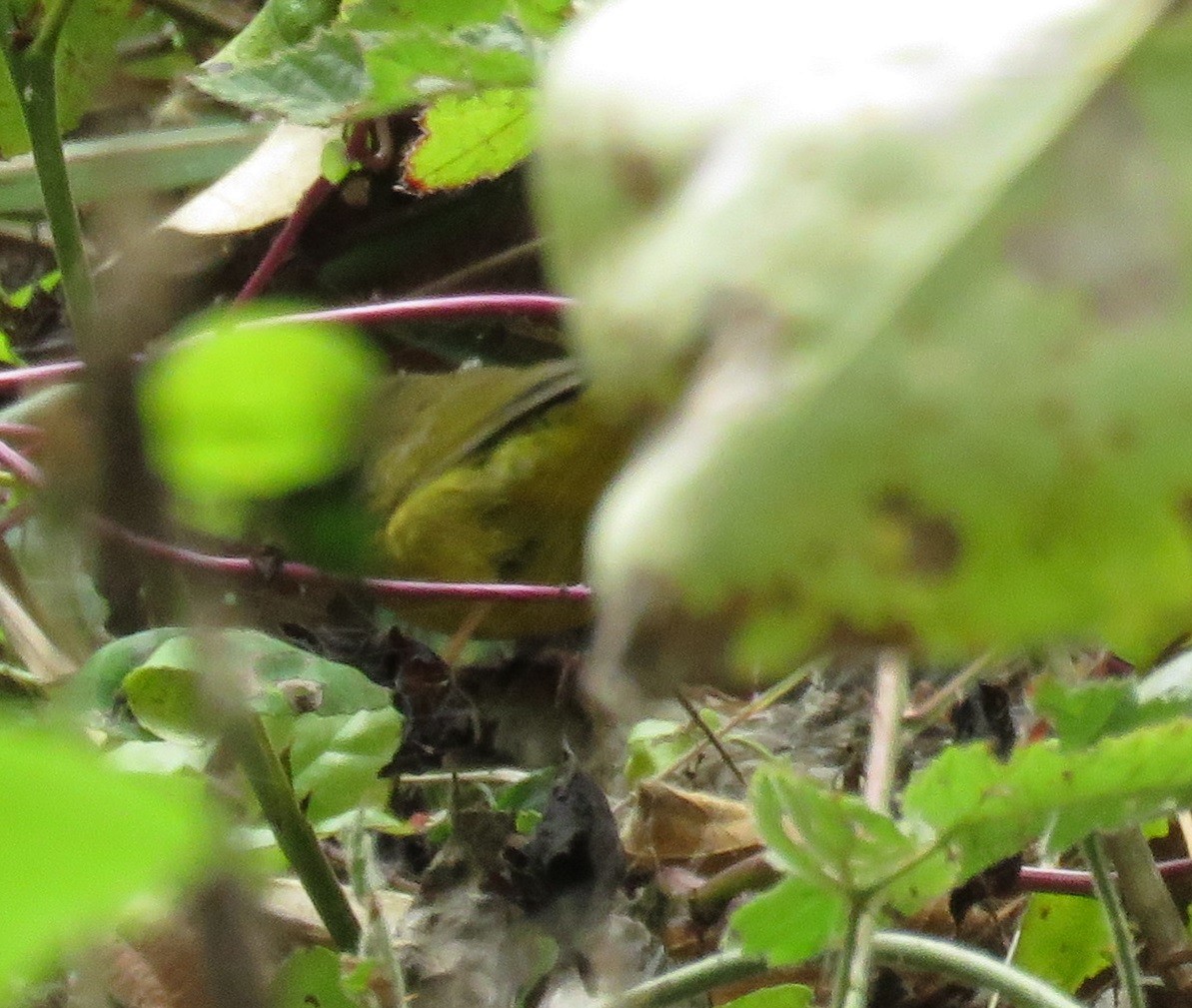 MacGillivray's/Mourning Warbler - ML493582511