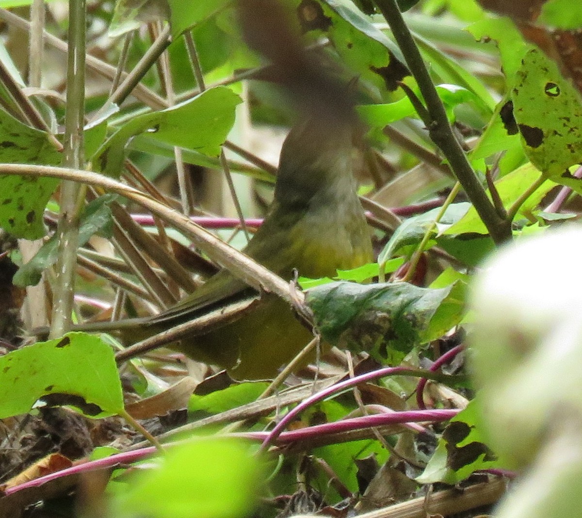 MacGillivray's/Mourning Warbler - ML493582531