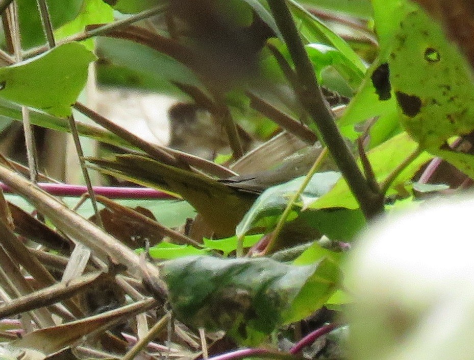 MacGillivray's/Mourning Warbler - ML493582551