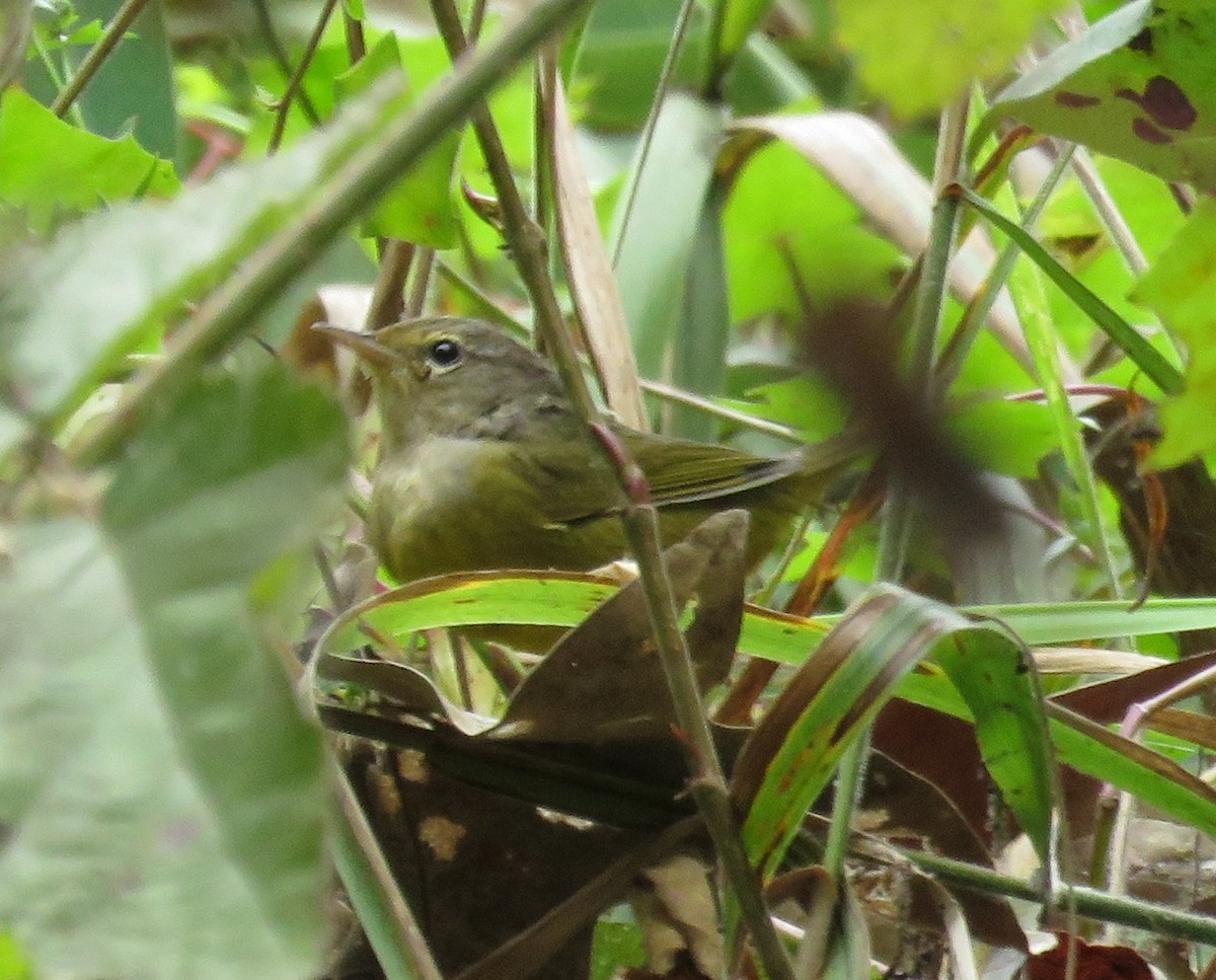 MacGillivray's/Mourning Warbler - ML493582561