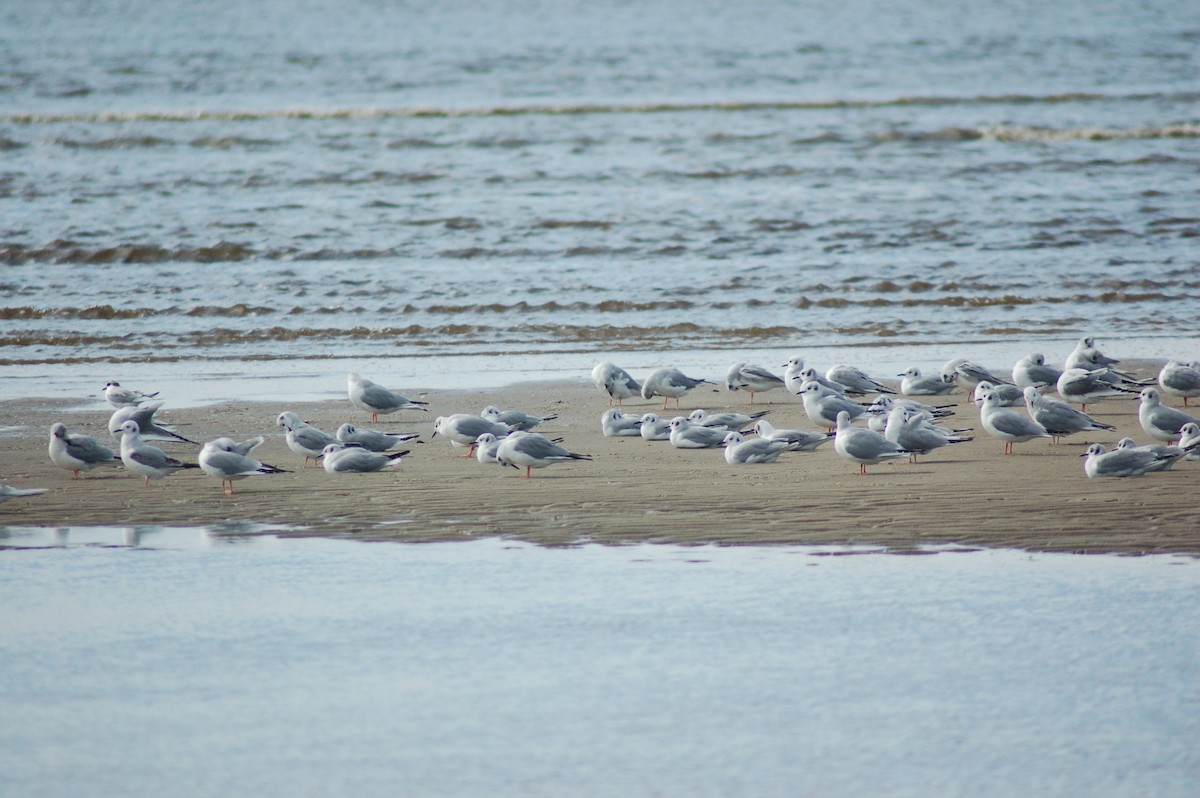 Bonaparte's Gull - Keith Leonard