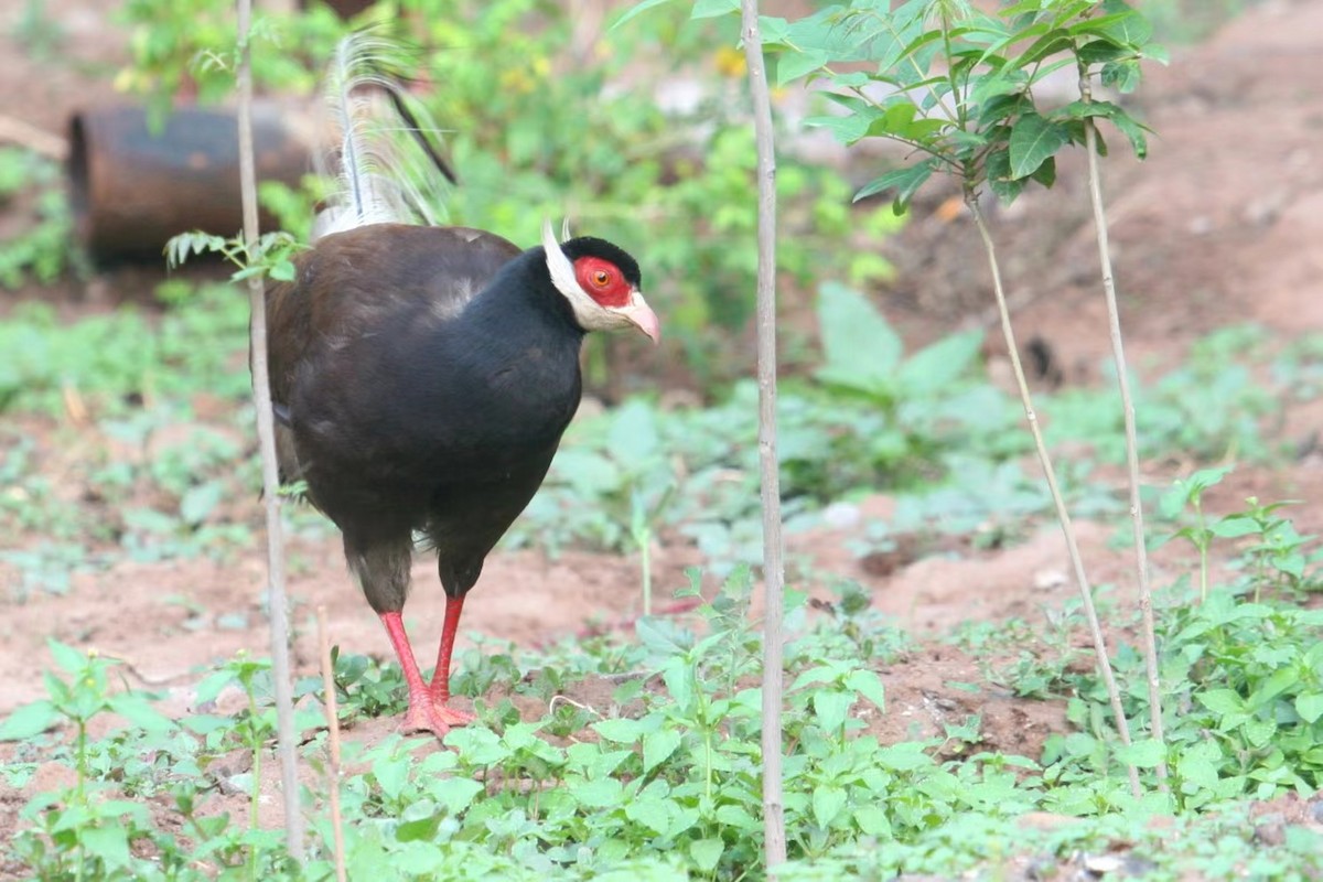 Brown Eared-Pheasant - ML493584351