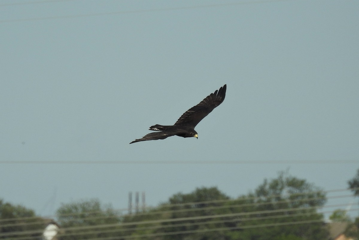 Zone-tailed Hawk - ML493586331
