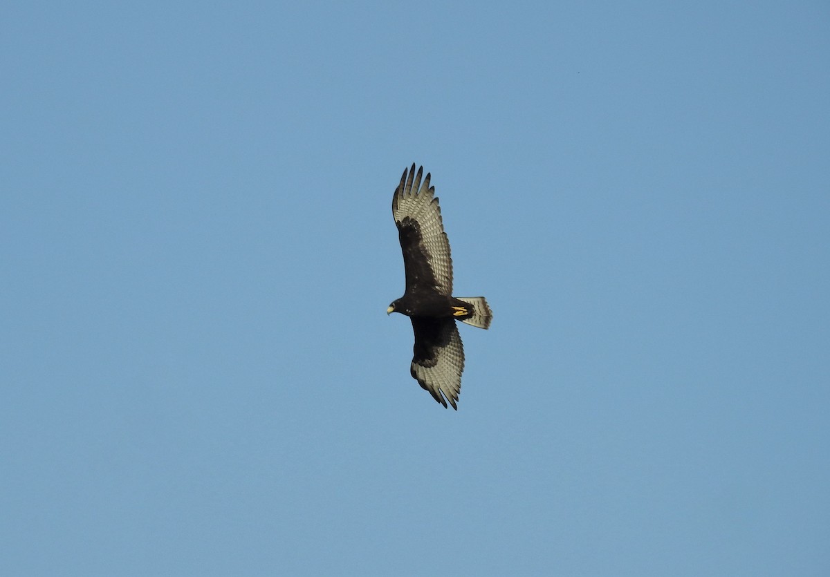 Zone-tailed Hawk - ML493586351