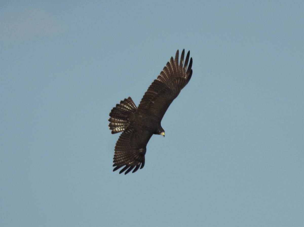 Zone-tailed Hawk - ML493586361