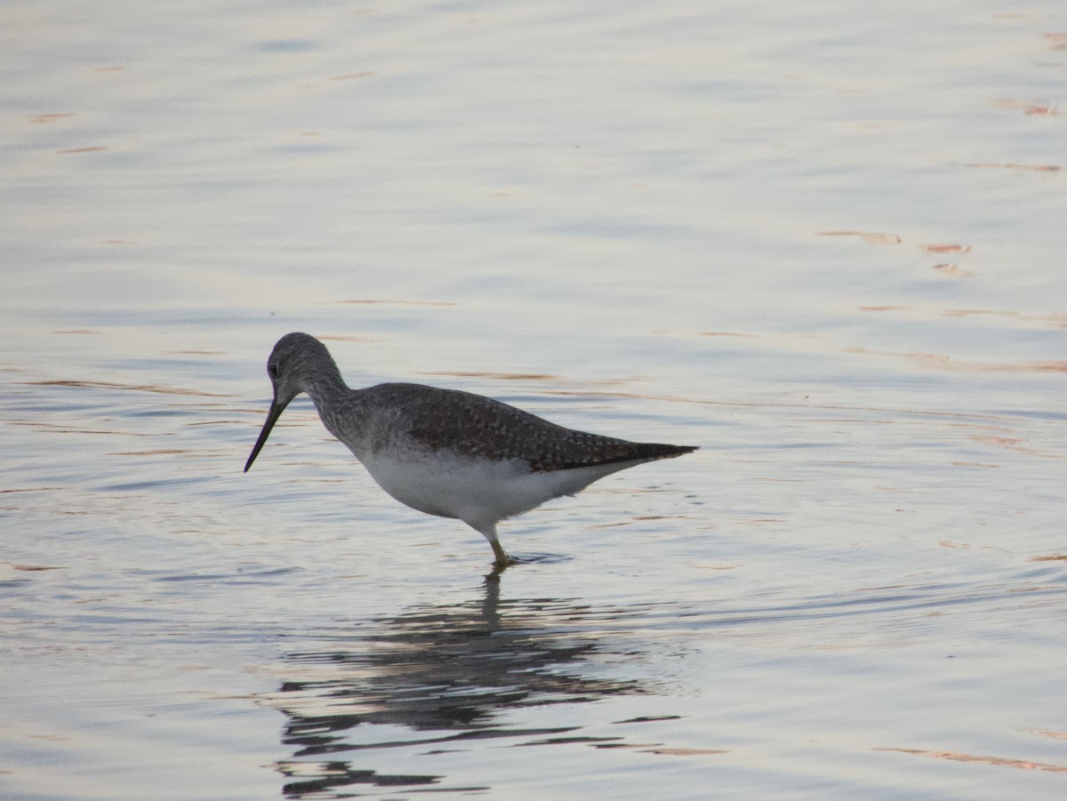 Greater Yellowlegs - Chris Blaes