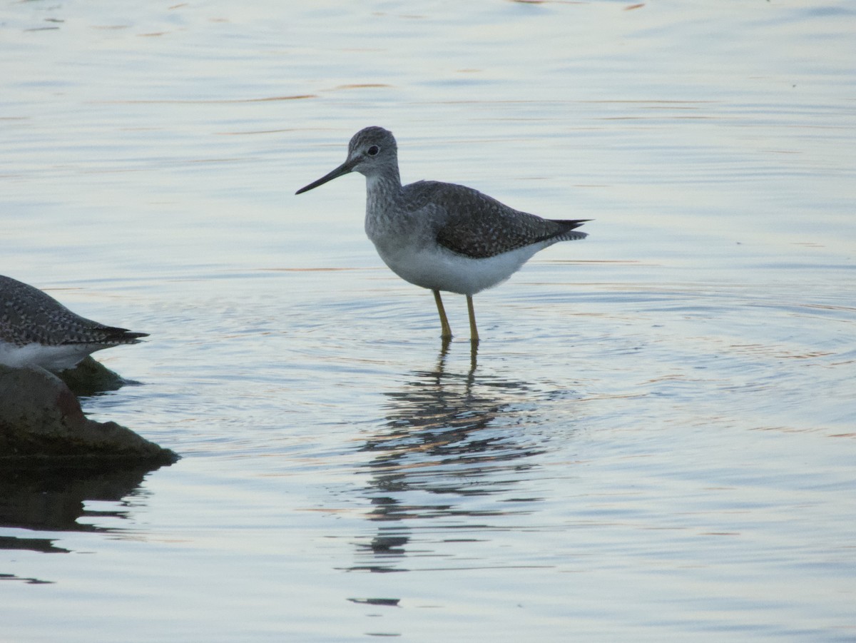 Greater Yellowlegs - ML493586901