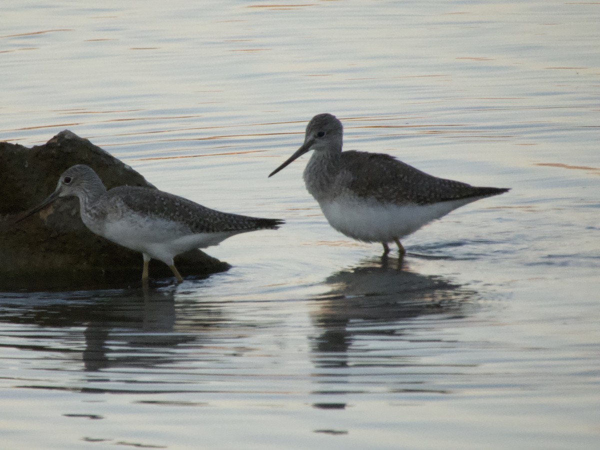 Greater Yellowlegs - ML493586911