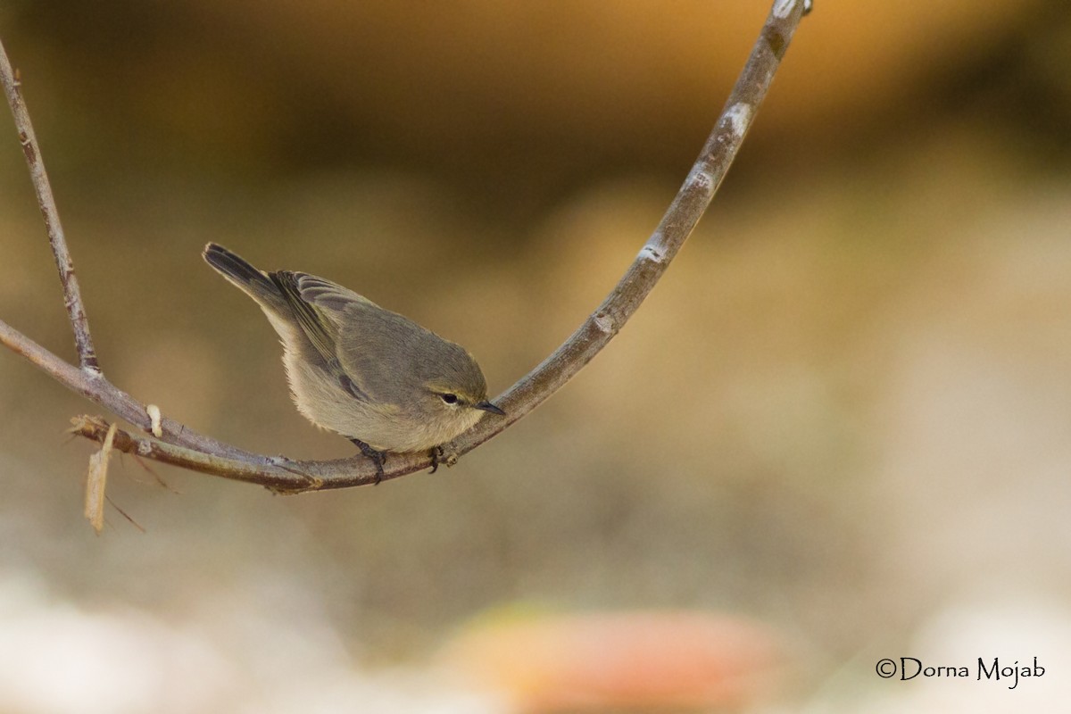 Plain Leaf Warbler - Dorna Mojab