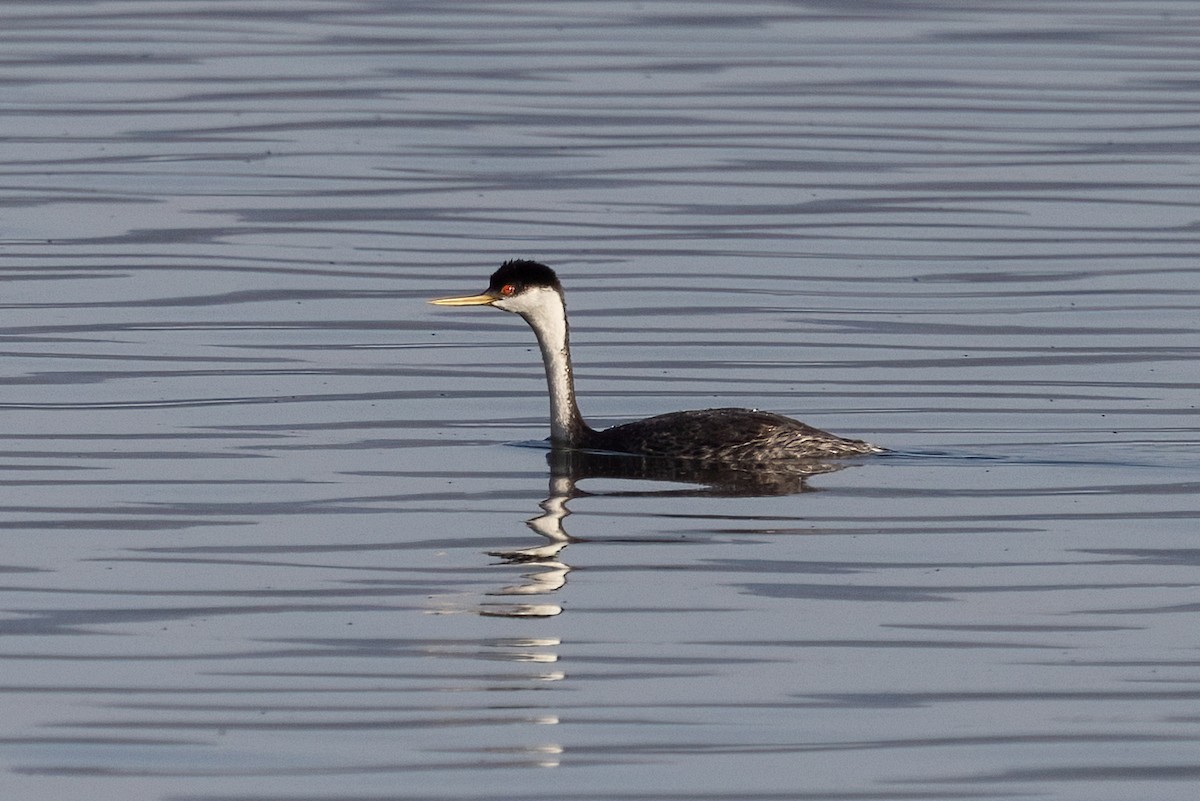 Western Grebe - ML493587911