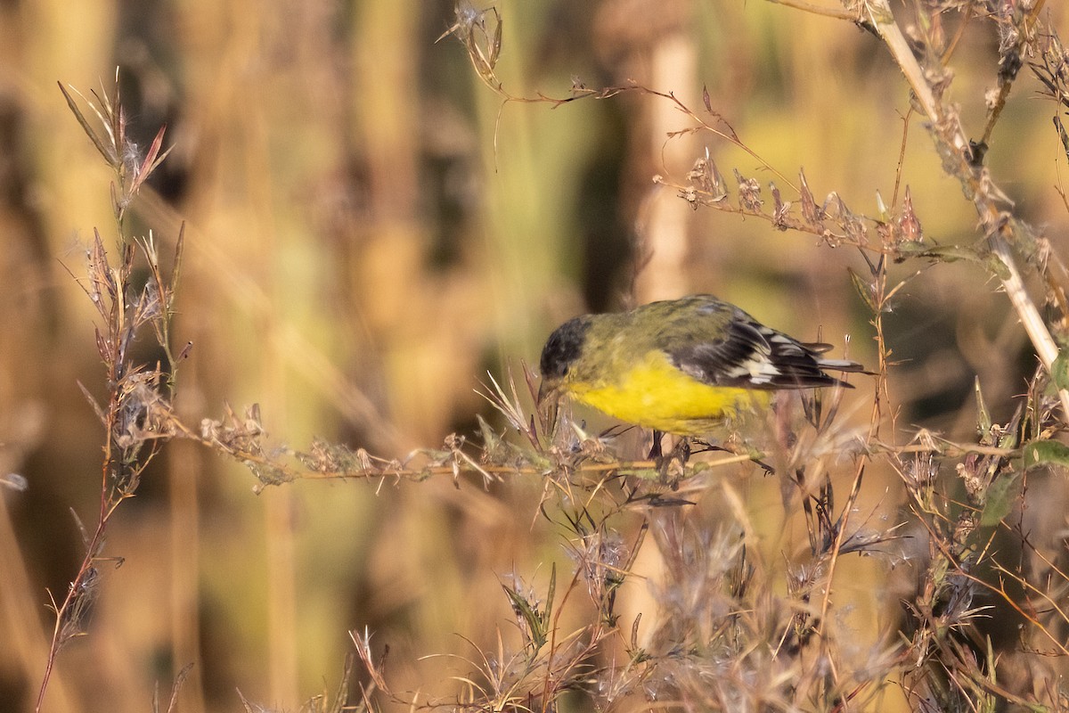 Lesser Goldfinch - Kathryn Alexander