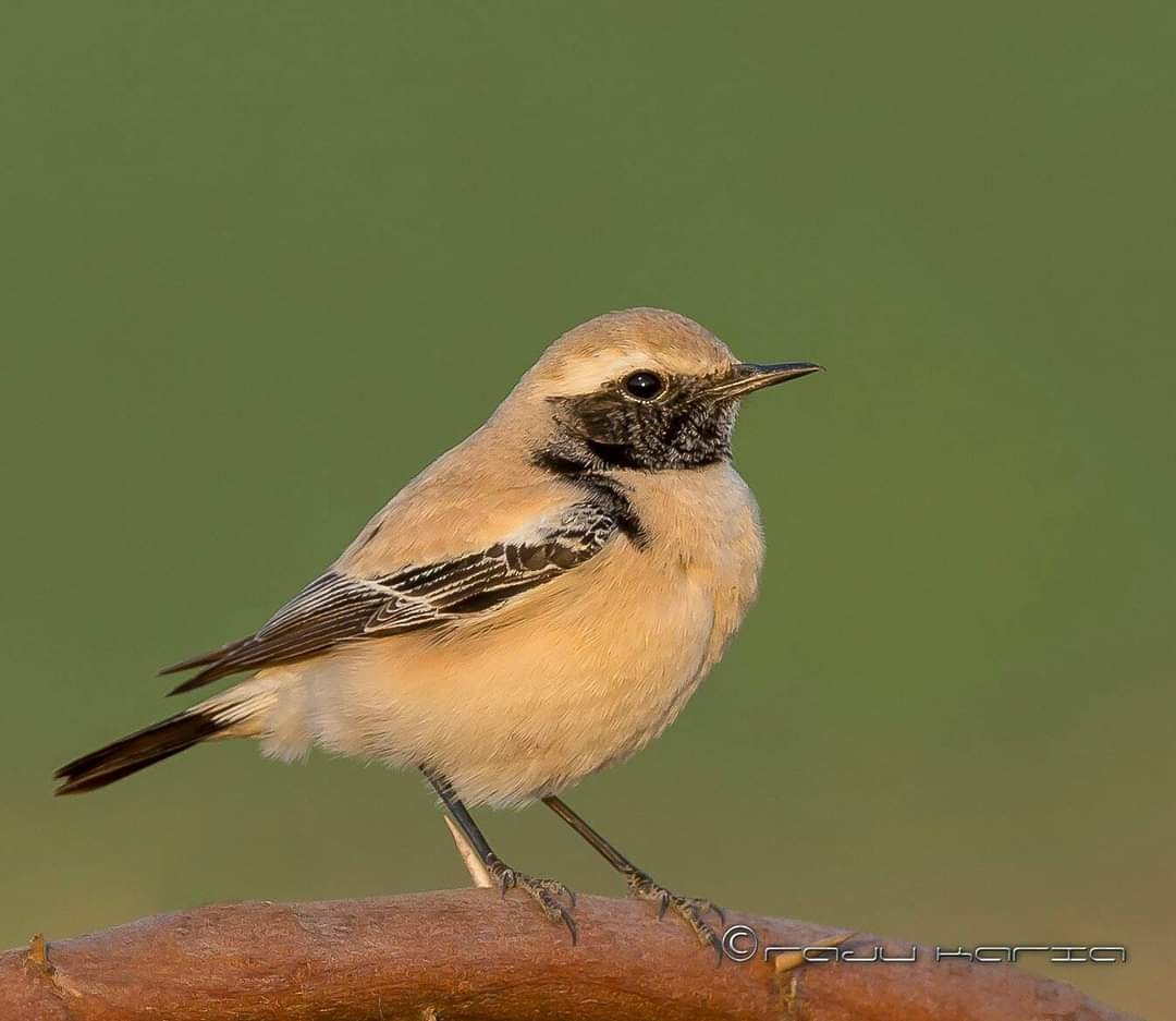 Desert Wheatear - ML493588591