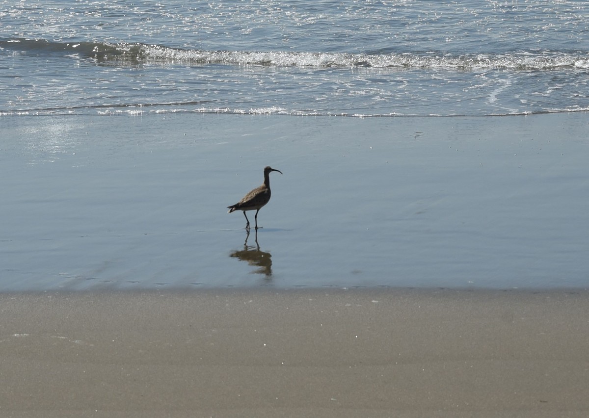 Whimbrel - Florencia Palandri