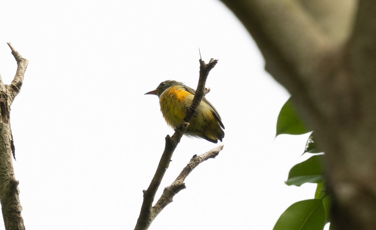 Orange-bellied Flowerpecker - ML493589161