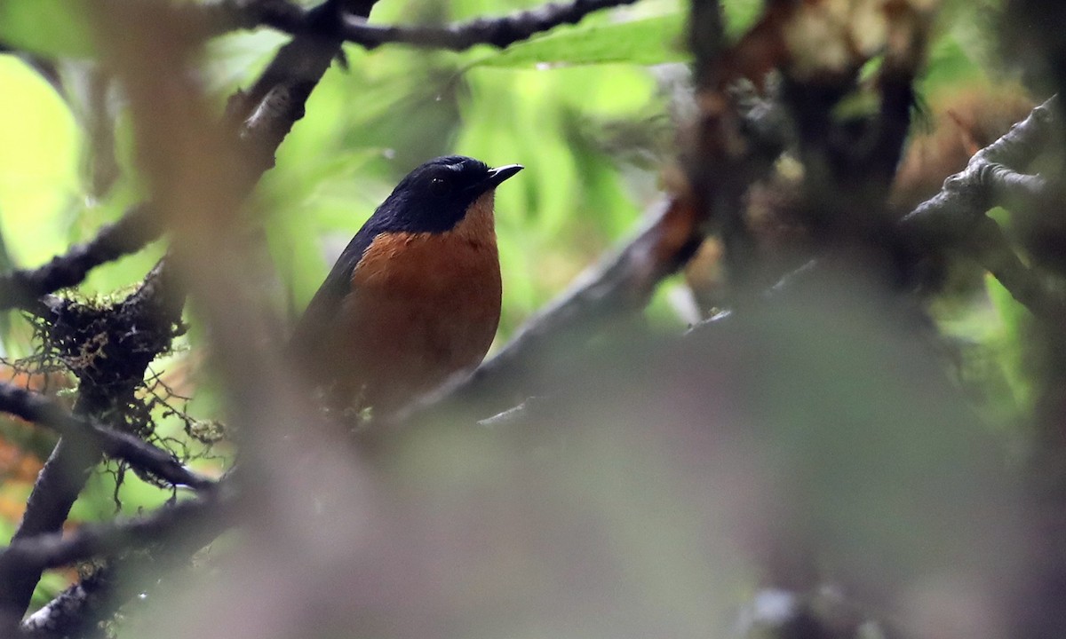 Rusty-bellied Shortwing - ML493590341