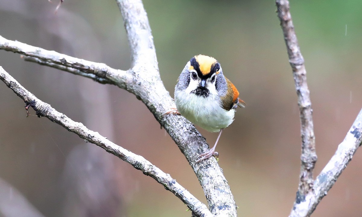 Black-throated Parrotbill - ML493590791