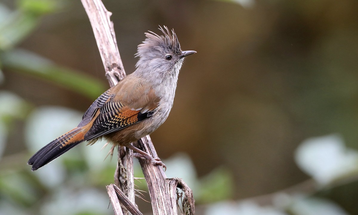 Streak-throated Barwing - ML493590811