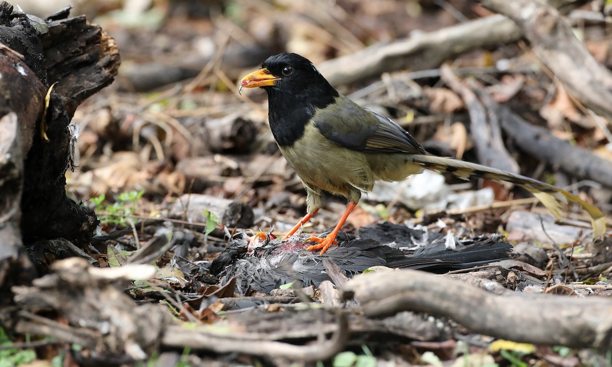 Yellow-billed Blue-Magpie - ML493590911