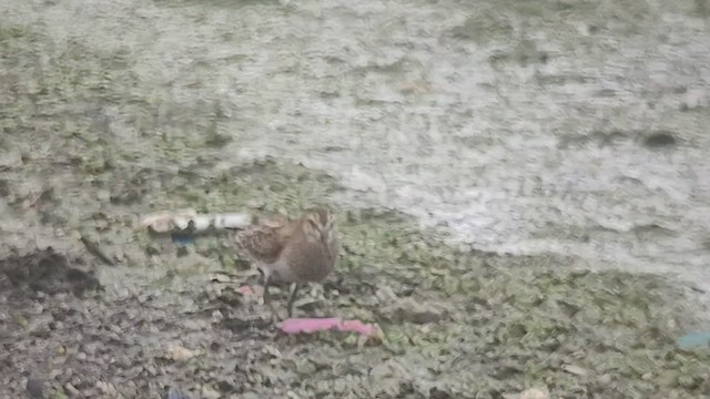 Pectoral Sandpiper - ML493591221