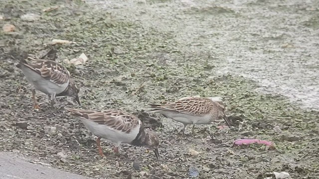 Pectoral Sandpiper - ML493591271