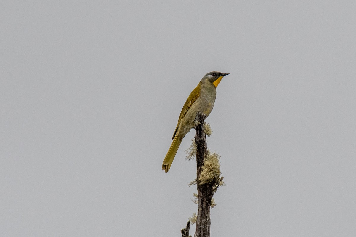 Yellow-throated Honeyeater - ML493592951