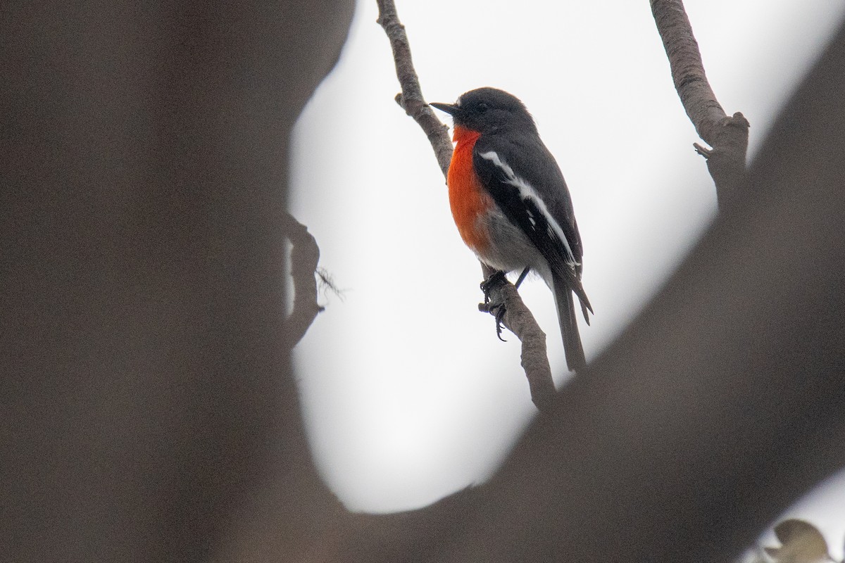 Flame Robin - ML493592971