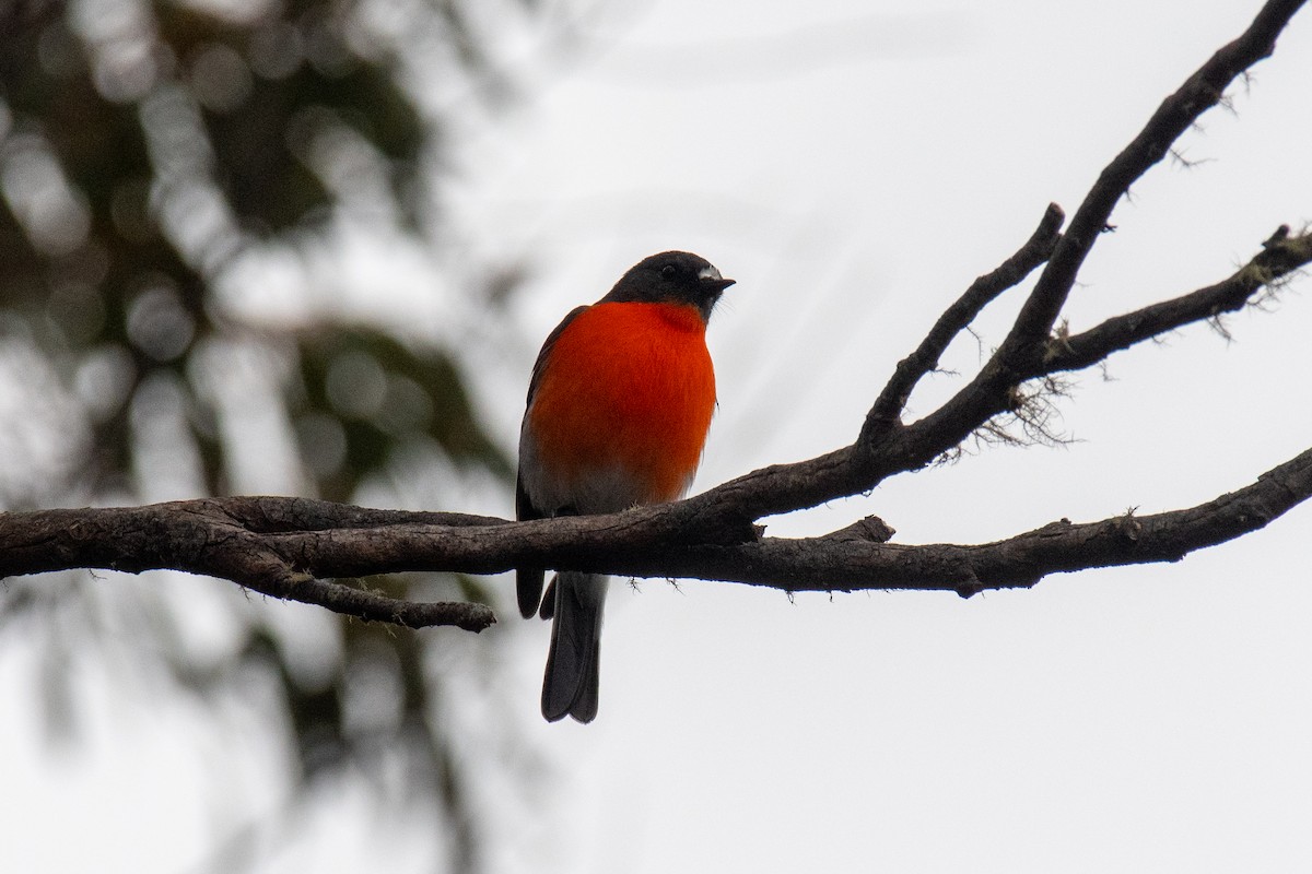 Flame Robin - ML493592981