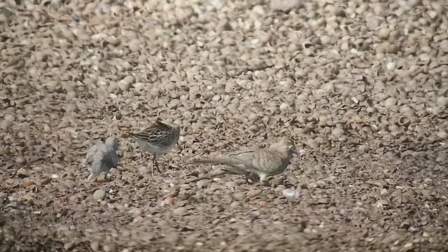 Pectoral Sandpiper - ML493593551