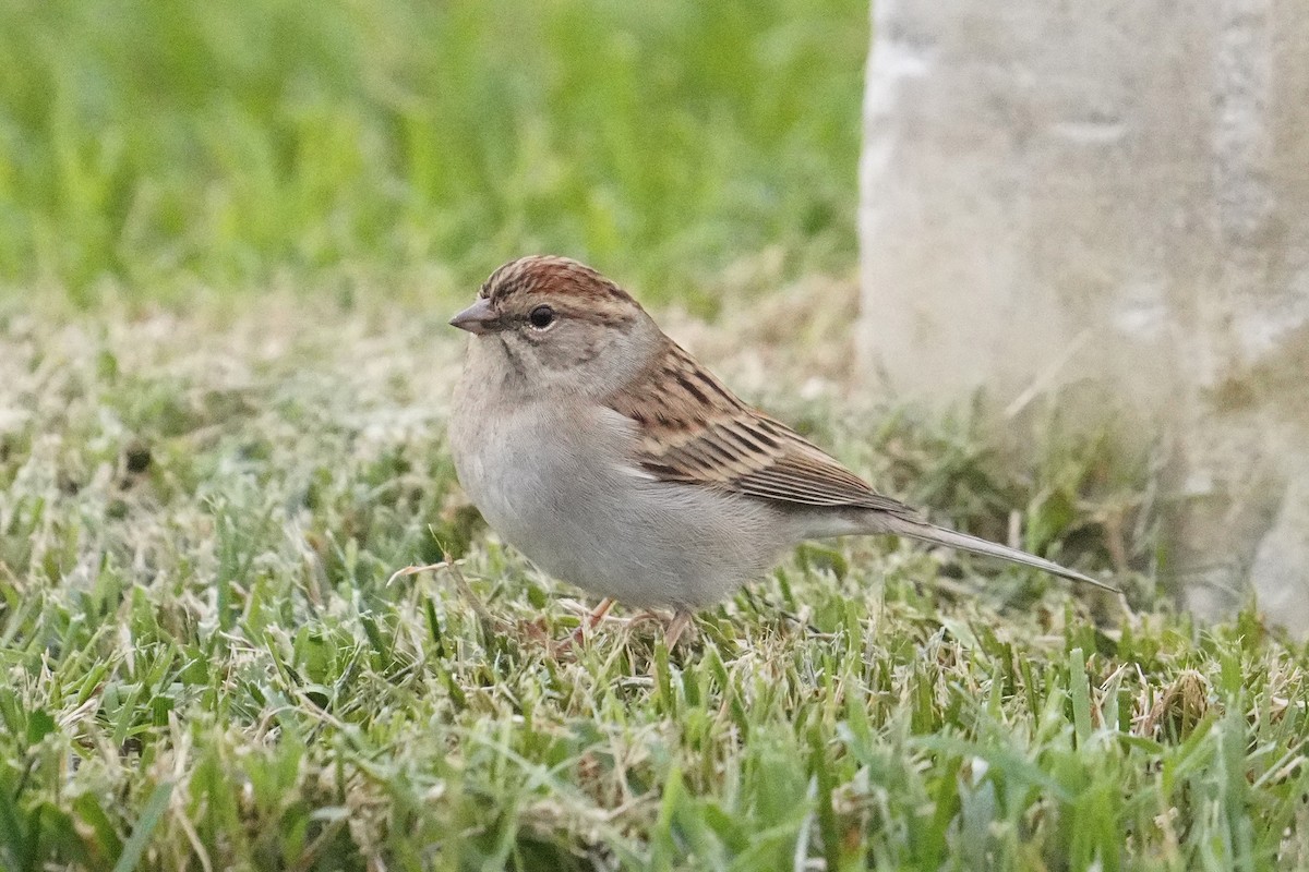 Chipping Sparrow - ML493594561