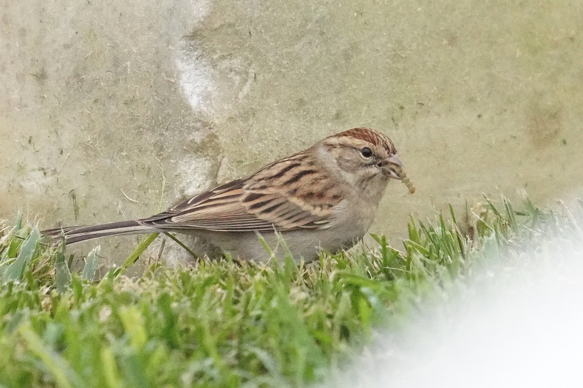 Chipping Sparrow - ML493594571