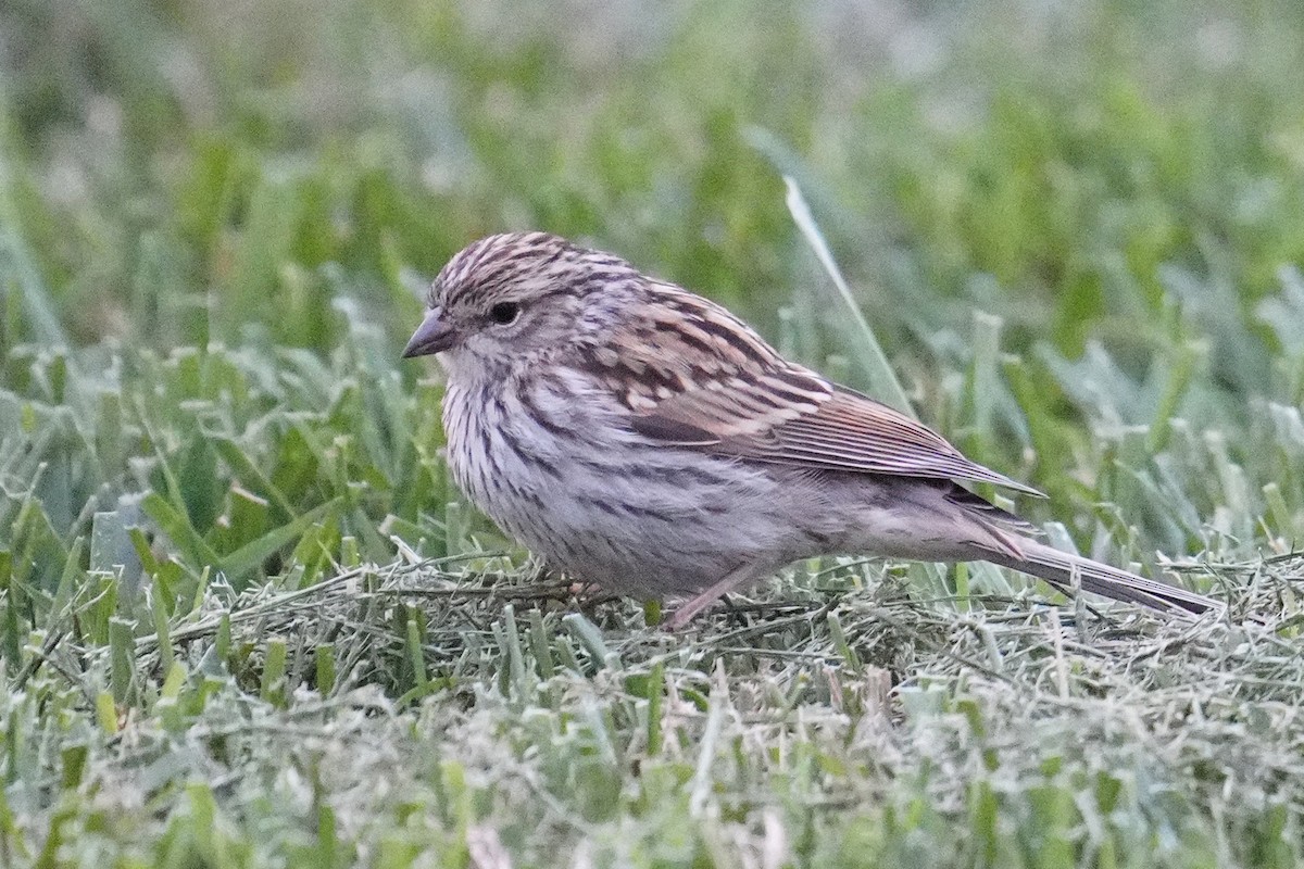 Chipping Sparrow - ML493594581