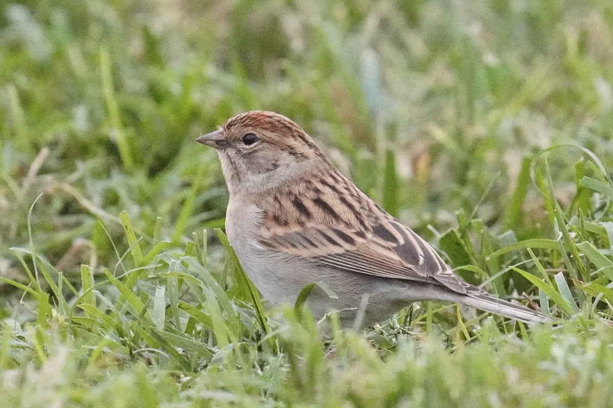 Chipping Sparrow - ML493594601