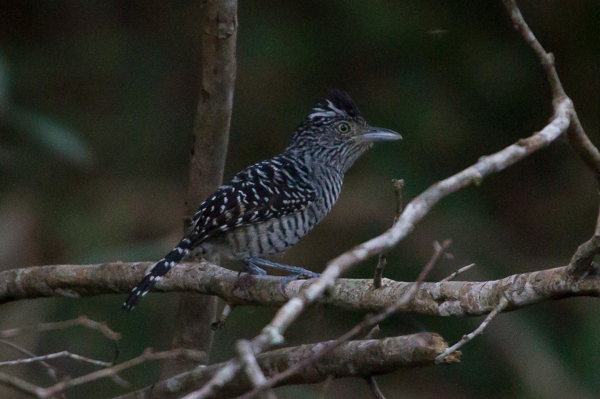 Barred Antshrike - Brad Dawson